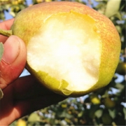 现货 新疆库尔勒香梨 单果100-130g 净重9斤 皮薄肉细无渣