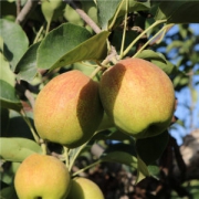 现货 新疆库尔勒香梨 单果100-130g 净重9斤 皮薄肉细无渣