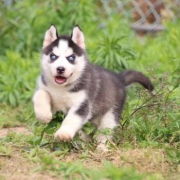 宠物活体：宁宠 哈士奇幼犬 1只