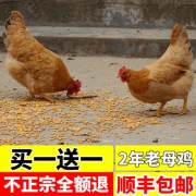 农家散养土鸡老母鸡 2只 70元包邮