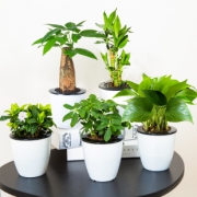 【品盛】办公室盆栽绿植带盆