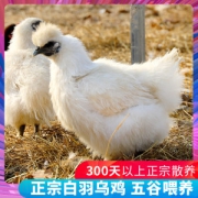 乡缘时空  农家散养300天白羽乌鸡 800g*2只