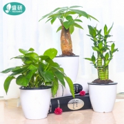 【盛研】室内绿植发财树绿萝盆栽