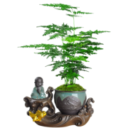 韵沃 办公室绿植文竹 10~15cm（含螺纹盆） 3.6元包邮