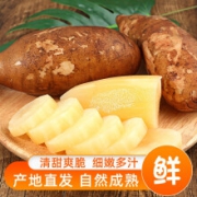 天山红泥沙 雪莲果 嫩脆香甜3斤(中果约150g)