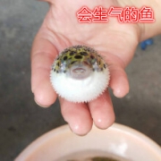活体宠物：米妮 潜水艇鱼 3cm