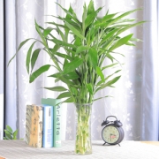 【与花同行】富贵竹5颗60cm