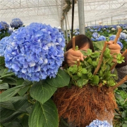 耐寒10年老桩无尽夏绣球花苗盆栽
