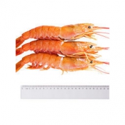 比手掌还大阿根廷红虾 L1级红虾 4斤 单只18~20cm长