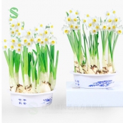 绿丝绦 水仙花种球 水仙种球3个+营养液+盆1个 12.8元包邮