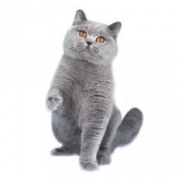 英国短毛猫 蓝猫