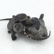 宠物活体：北美小鳄鱼龟 6-8cm 2只