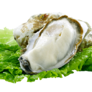 贝司令 乳山生蚝鲜活到家 顺丰包邮牡蛎海蛎子5/10斤一箱海鲜水产 19.5元