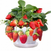 四季草莓  F四季攀援草莓 5棵草+5个盆