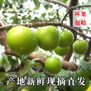 正宗台湾牛奶大青枣 5斤 28.8元包邮