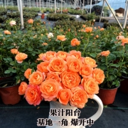 植物室内阳台盆栽大花浓香月季四季