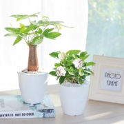 【柠彩】观花绿植水培室内盆栽