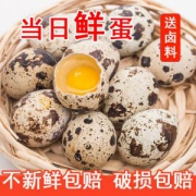 新鲜 生鹌鹑蛋 25枚 送卤料 正宗农家散养