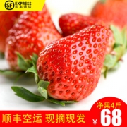 现摘现发奶油草莓 4斤