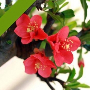 千芳翠 红花海棠 三年苗 超耐寒