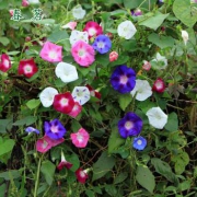 花先知 牵牛花种子 10克