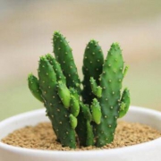 忆秋 摇钱树多肉植物
