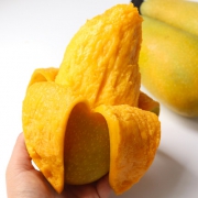 单果250-800g，古江  海南三亚金煌芒果 9斤