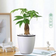 醉花枝发财树2棵（含盆）