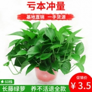 养不活包退！绿色净化器：恒欣 桌面小绿萝2盆+营养液x2+土 全套