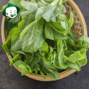 豌豆尖 新鲜豌豆苗 龙须菜 蔬菜 1500g