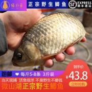 新鲜微山湖鲫鱼 3斤 活鱼现杀