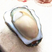 男人的加油站 航海日记 乳山新鲜生蚝牡蛎 5斤