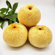 砀山梨 水果新鲜  鲜嫩多汁 整箱10斤