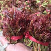 现货新鲜头茬香椿芽 2斤 33.8元包邮（需用券）