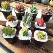 花界草堂 10颗多肉+10个小黑方+营养土