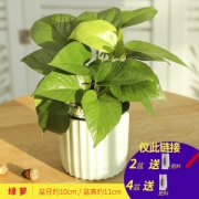 柠彩 自吸水盆栽 竖纹盆 多款可选