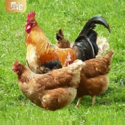 正宗农家散养土雏鸡 700g*3只 3个月生长鸡龄