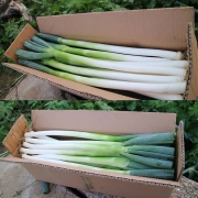山东大葱  新鲜长葱 蔬菜农产品 5斤