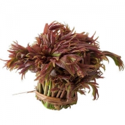 千谷恋 头茬红油香椿芽 2斤