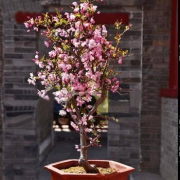 缘聚园 垂丝海棠花苗 4年苗