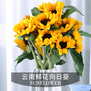 云南甜甜鲜花 云南昆明向日葵5支装 券后19.9元包邮