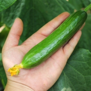 既是蔬菜，也是水果：薯小萌 新鲜水果黄瓜 5斤