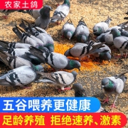 守绿 农家散养土乳鸽 3只/2斤 生鲜现杀