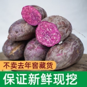 农家沙地新鲜现挖紫薯 5斤