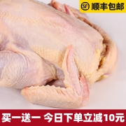 现宰速冻、肉质紧实脂肪少：950gx2只 正宗农家散养三黄鸡