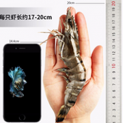 展开成人手掌长 净重400gx3件，越南进口 农小瑶 黑虎虾