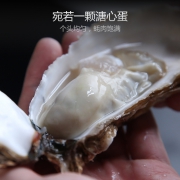 带壳新鲜海蛎子 90-120g 大号 5斤 49元包邮（需用券）