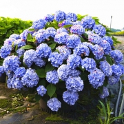 九语 绣球花四季卉带花苞 3.8元起包邮