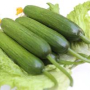 八方美 寿光产 荷兰品种 水果小黄瓜 5斤