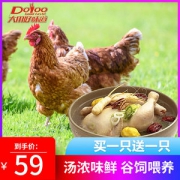 肯德基供应商 大用 农家散养三黄鸡 875g*2只